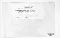 Melampsora bigelowii image